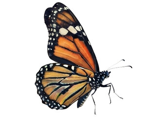 Fototapeta premium Butterfly with transparent png background
