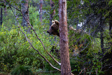 bear in the forest