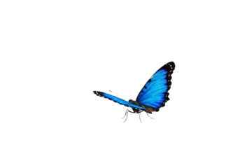 Butterfly with transparent png  background
