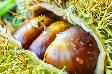 Close-up view of a chestnut still in its shell.
