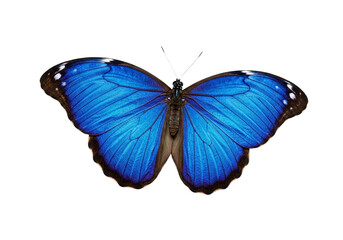 Butterfly with transparent png  background