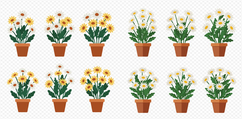 Collection of potted daisy plants with white and yellow petals.