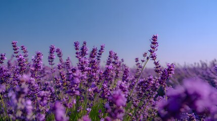 Obraz premium Fields of vibrant purple flowers stretch toward the clear blue sky, bathed in warm sunlight, creating a scene of natural beauty, tranquility, and serenity, perfect for conveying peaceful and floral...