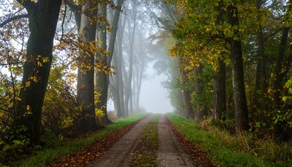 Foggy autumn road