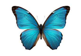 Fototapeta premium Butterfly with transparent png background