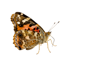 Butterfly with transparent png  background