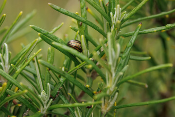 Fondo de escarabajo del romero Chrysolina americana durmiendo en planta de romero con hermoso bokeh, Alcoy, España