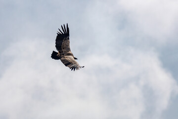 Majestuoso buitre gyps fulvus con detalle de su espalda en vuelo con fondo de nubes, Alcoy, España