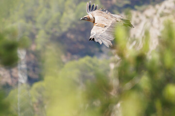 Buitre gyps fulvus volando tras las ramas de un pino en el parque natural Sierra de Mariola, Alcoy, Espa&ntilde;a