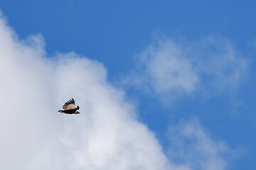 Fondo de buitre leonado con espacio negativo de cielo azul y nubes, Alcoy, España