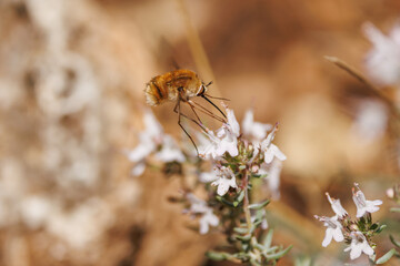 Mosca bombylius major con sus largas patas alimentandose en flor de tomillo, Alcoy, España