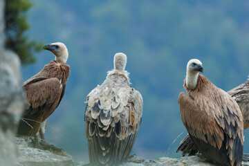 Tres buitres gyps fulvus sobre roca con bosque al fondo durante el alba, Alcoy, España