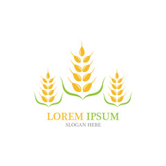 Agriculture wheat vector