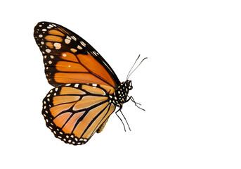 Fototapeta premium Butterfly with transparent png background