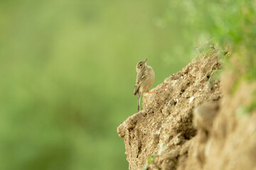 Bird Perched on Earth Cliff with Blurred Green Background
