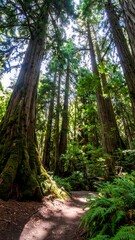 Forest Walking path through tall redwood trees