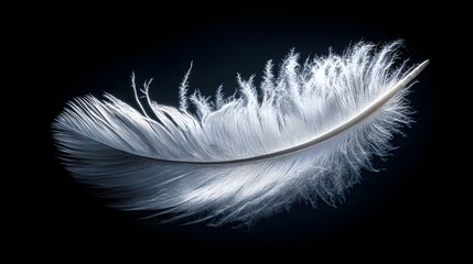 Obraz premium Delicate, shot displays a pristine, single white feather, showcasing intricate details and soft textures against a stark, contrasting black background.