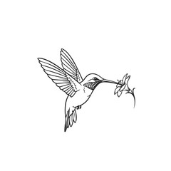 Fototapeta premium Hummingbird with Flower Line Art Illustration.