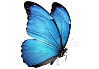 Butterfly with transparent png  background