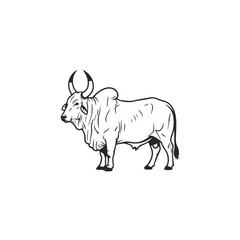 Majestic Bull Line Art Illustration.