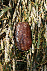 A loaf of bread rests amidst a field of golden wheat.