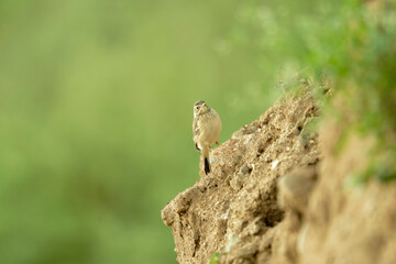Tiny Bird Sitting on Ground Ledge in Nature