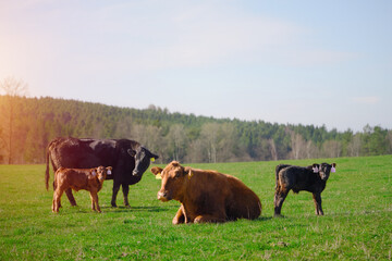 Cows relaxing on a sunny green farm