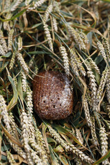 Bread nestled among wheat stalks in a field.