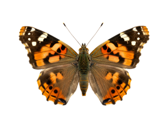 Butterfly with transparent png  background