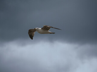 Seagull Flying Solo Against a Cloudy Sky