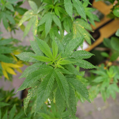 Lush Marijuana Foliage - Close Up of Green Cannabis Plant Leaves Outdoors