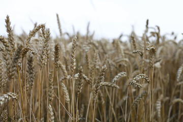 Close-up of a wheat field with golden wheat stalks swaying gently in the breeze.