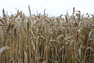 Close-up view of a wheat field ready for harvest under a cloudy sky.