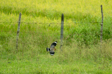 Common Hoopoe Flying Over Rice Field in Countryside © Bhutan Japan Nature
