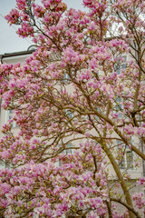 Pink blossom tree in spring with blooming flowers and soft natural light
