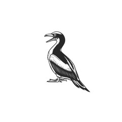 Obraz premium Vintage Illustration of a Cormorant Bird