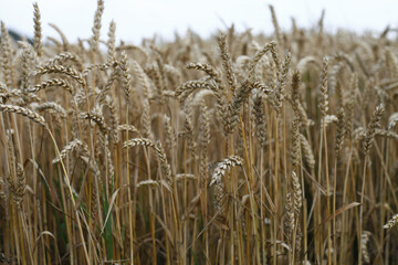 A field of ripe wheat ready for harvest under a cloudy sky.