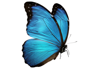 Butterfly with transparent png  background