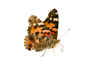 Butterfly with transparent png  background