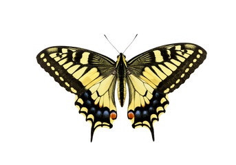 Obraz premium Butterfly with transparent png background