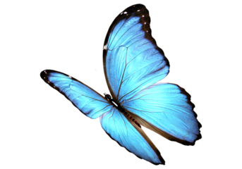 Butterfly with transparent png  background