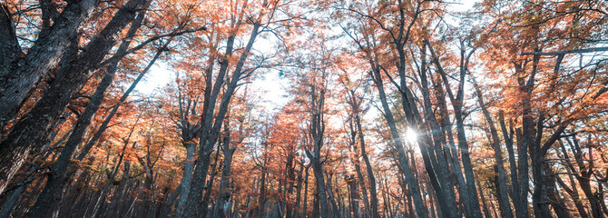 Obraz premium Autumn forest