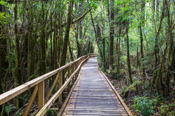 Obraz premium Boardwalk in the forest