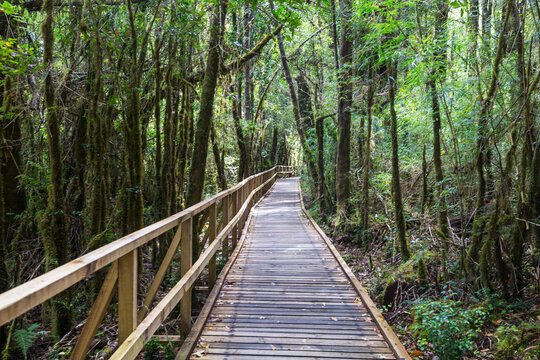 Fototapeta Boardwalk in the forest