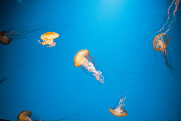 underwater photography jellyfish Chrysaora fuscescens, Pacific sea nettle, West Coast sea nettle