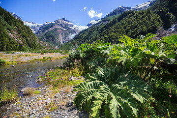 Fototapeta premium South Chile