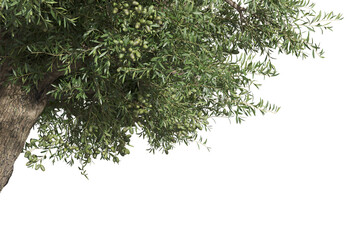 Foreground olive tree Isolated on transparent backgrounds. high quality 3d rendering. png format	
