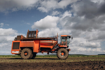 Fototapeta premium Beet harvester is on the agricultural field at daytime