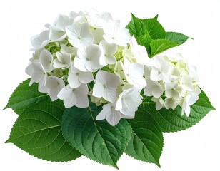 White hydrangea flower head with green leaves