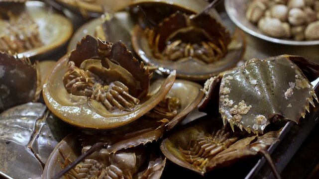 A pile of Horseshoe crab are on a table. There are several of them, and they are all different sizes
